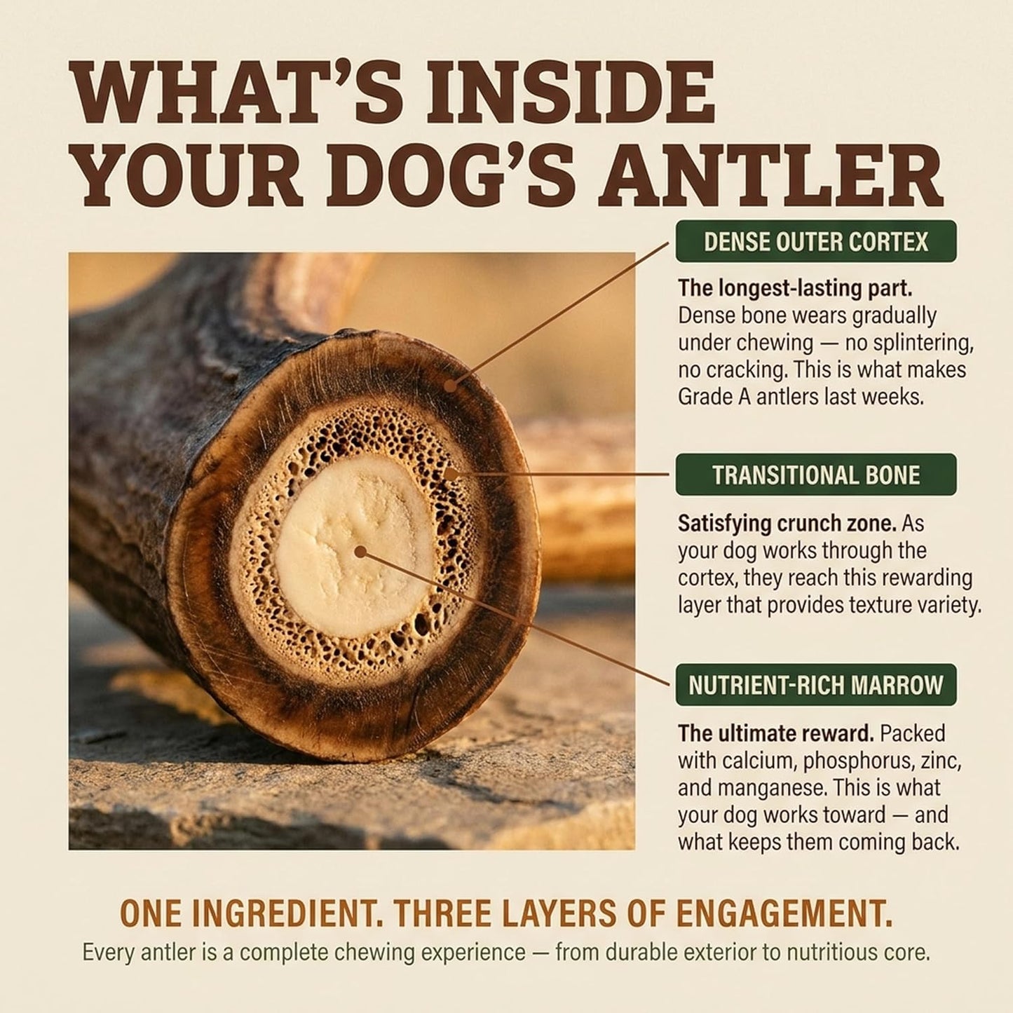 Heartland Antlers Deer Antler Dog Chew Large 6-8 Inch, Naturally Shed Rawhide Alternative 45-65 Lbs, Veteran Owned USA Sourced Grade A, Odor Free No Mess Splinter Free