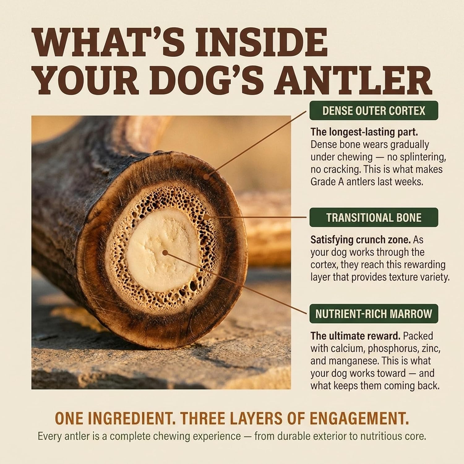Heartland Antlers Deer Antler Dog Chew Large 6-8 Inch, Naturally Shed Rawhide Alternative 45-65 Lbs, Veteran Owned USA Sourced Grade A, Odor Free No Mess Splinter Free