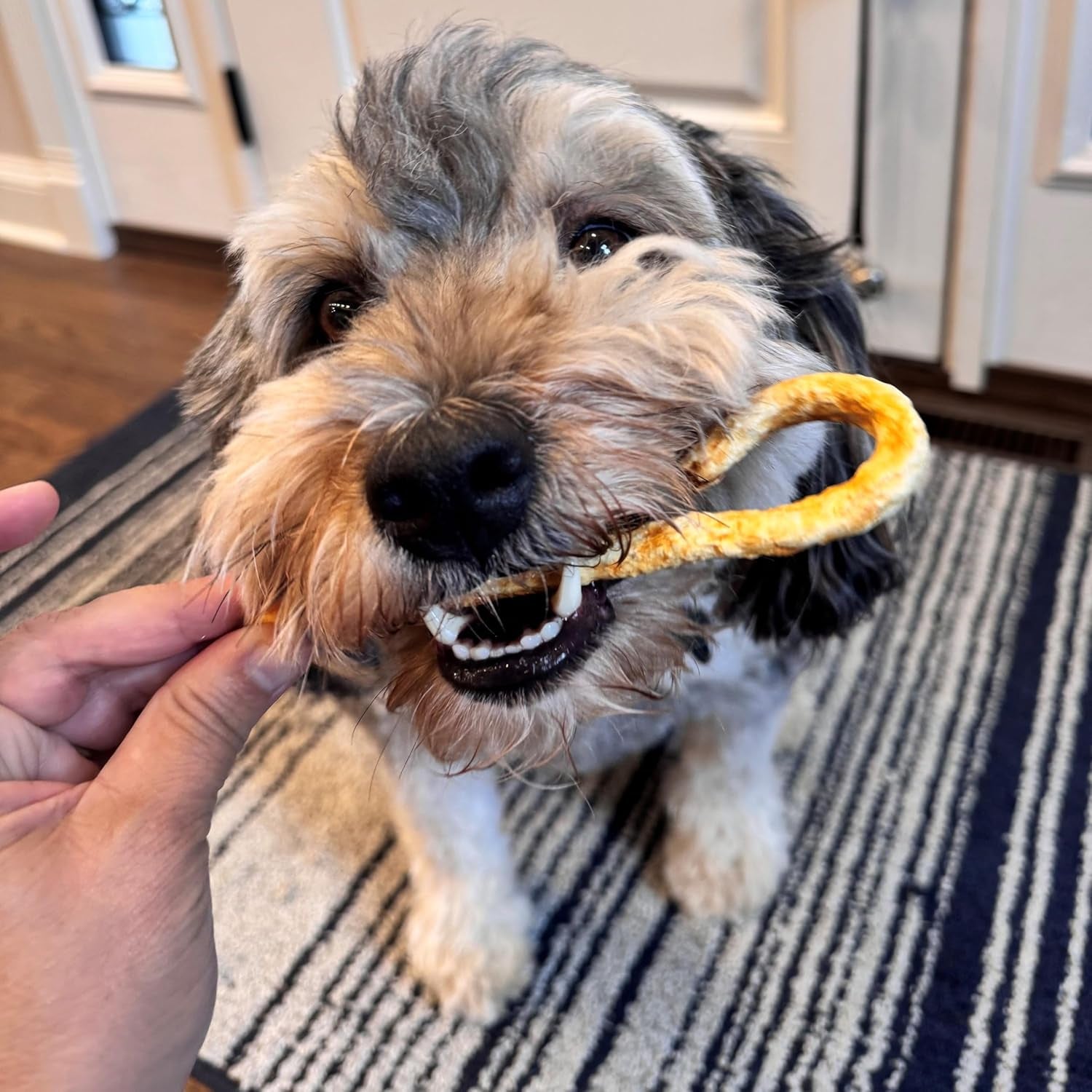 Fieldcrest Farms Nothin' to Hide Mini Holiday Candy Cane Beef Flavor Dog Chews, Rawhide-Free, Easily Digestible, Long-Lasting, All-Natural Treats for Moderate Chewers up to 15Lbs, 6-Ct