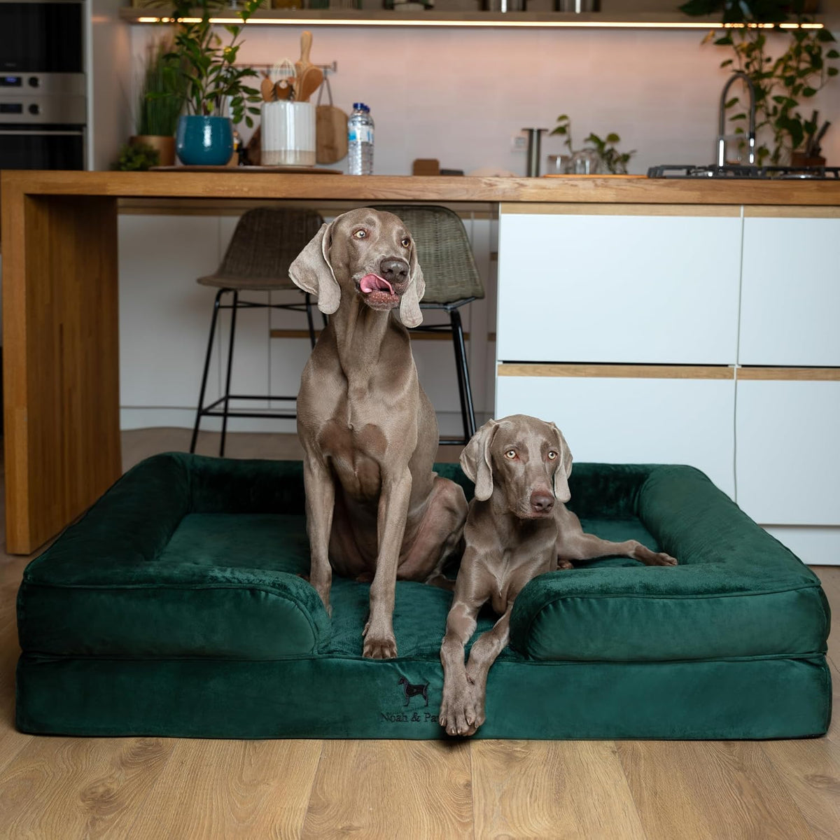 NOAH & PAW Giant Dog Bed XXL, 55X45X11 Inch, Orthopedic Dog Beds, Eggshell Memory Foam Infused with Cooling Gel, Inner Cover, Water Resistant, Machine Washable