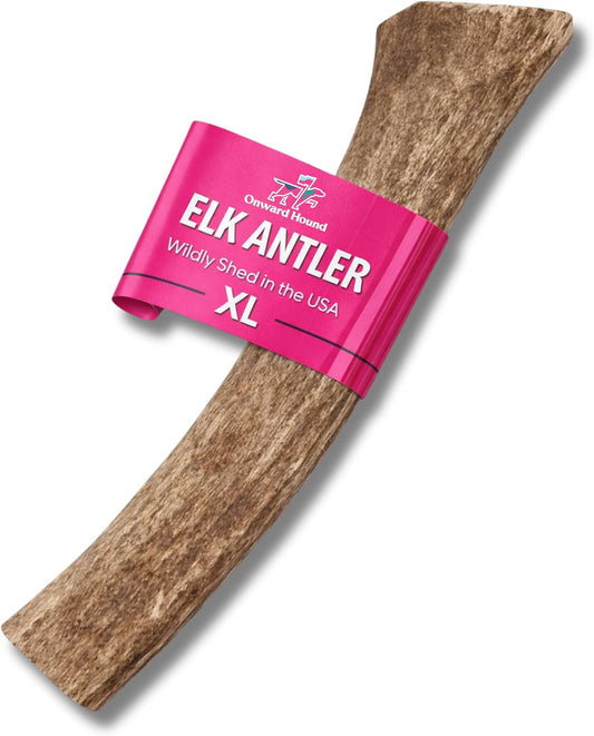 Onward Hound Elk Antlers for Dogs, Whole XL 8 In+, 1-Pack