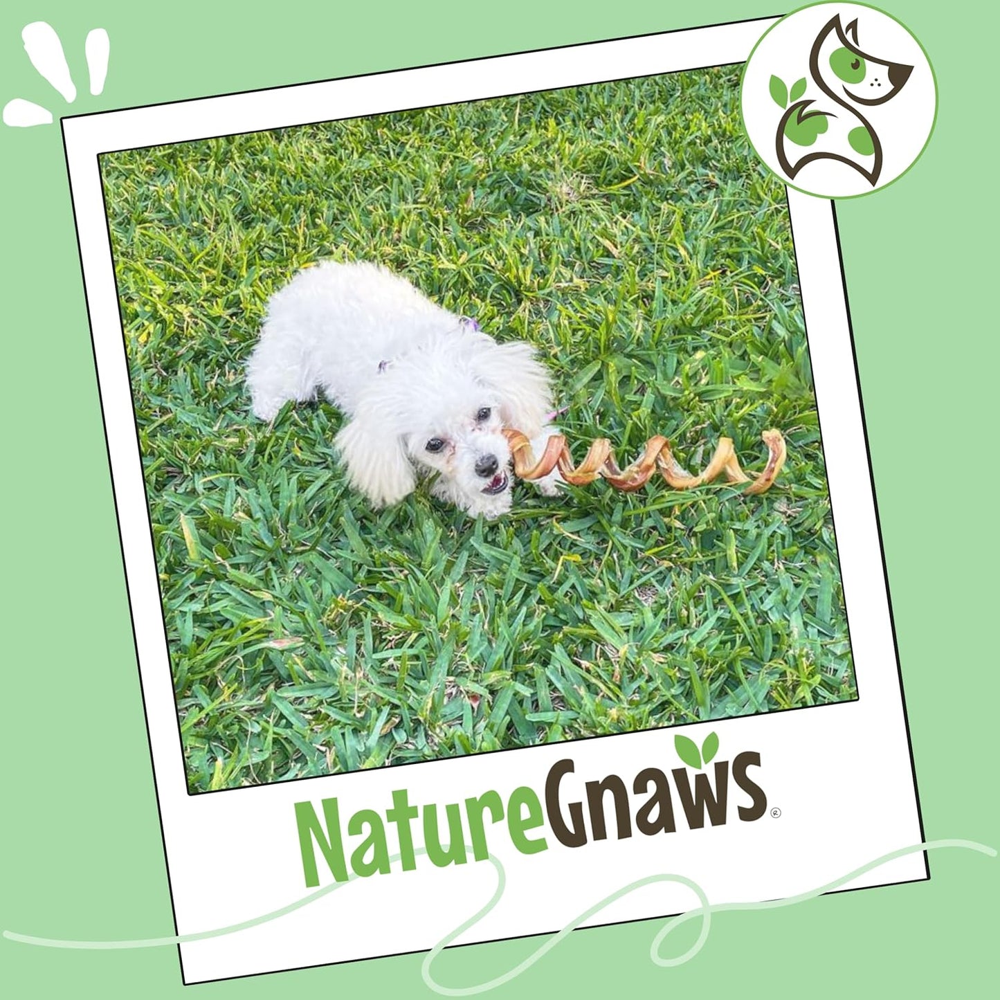 Nature Gnaws Bully Stick Springs for Dogs 7-8" (6 Count) - Long Lasting for Aggressive Chewers - Natural Curly Beef Dog Chew Bones - Rawhide Free