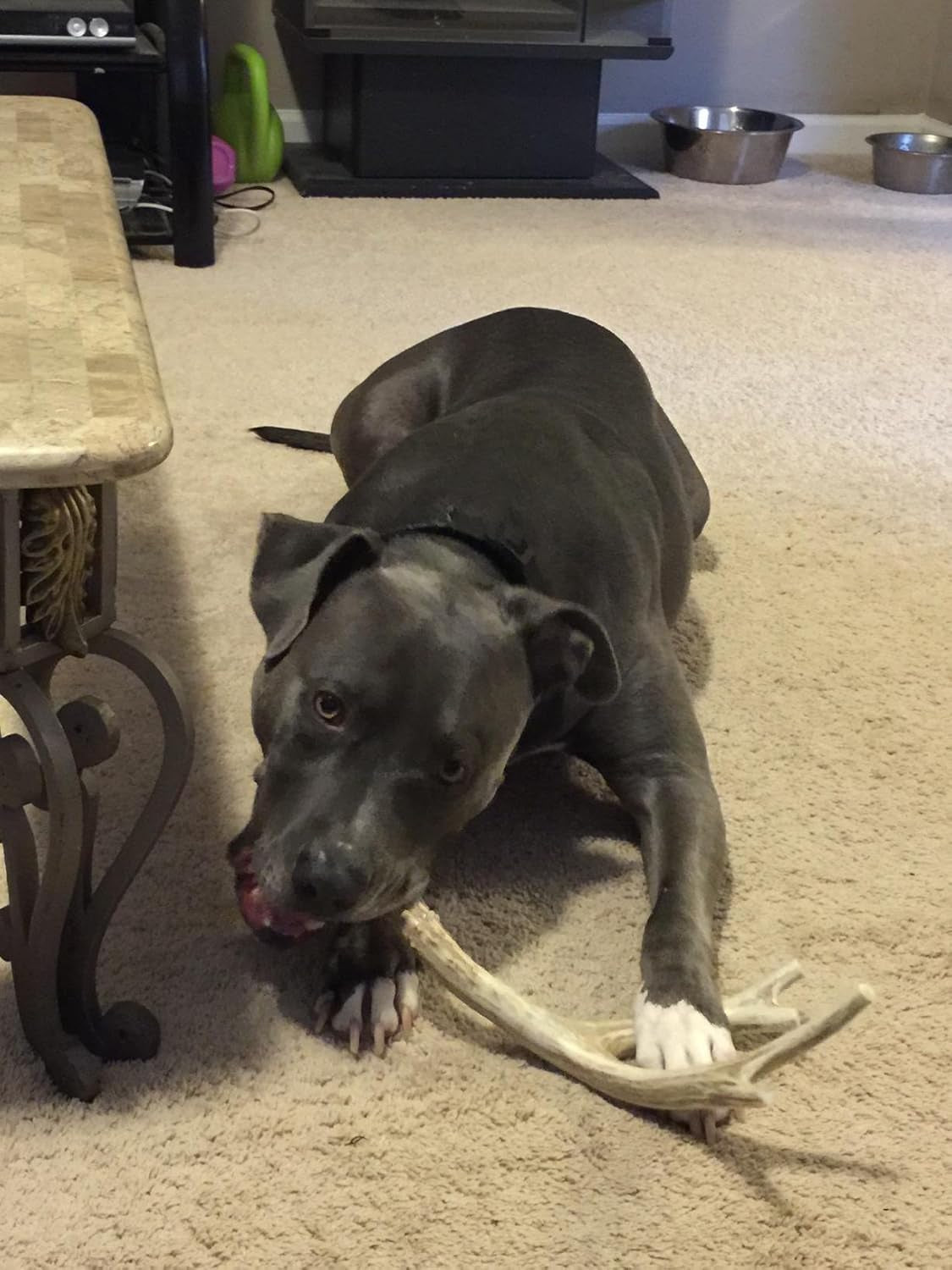 XL Deer Antler Dog Chew - Extra Large, Jumbo, for Large Dogs and Puppies Who Are Aggressive Chewers