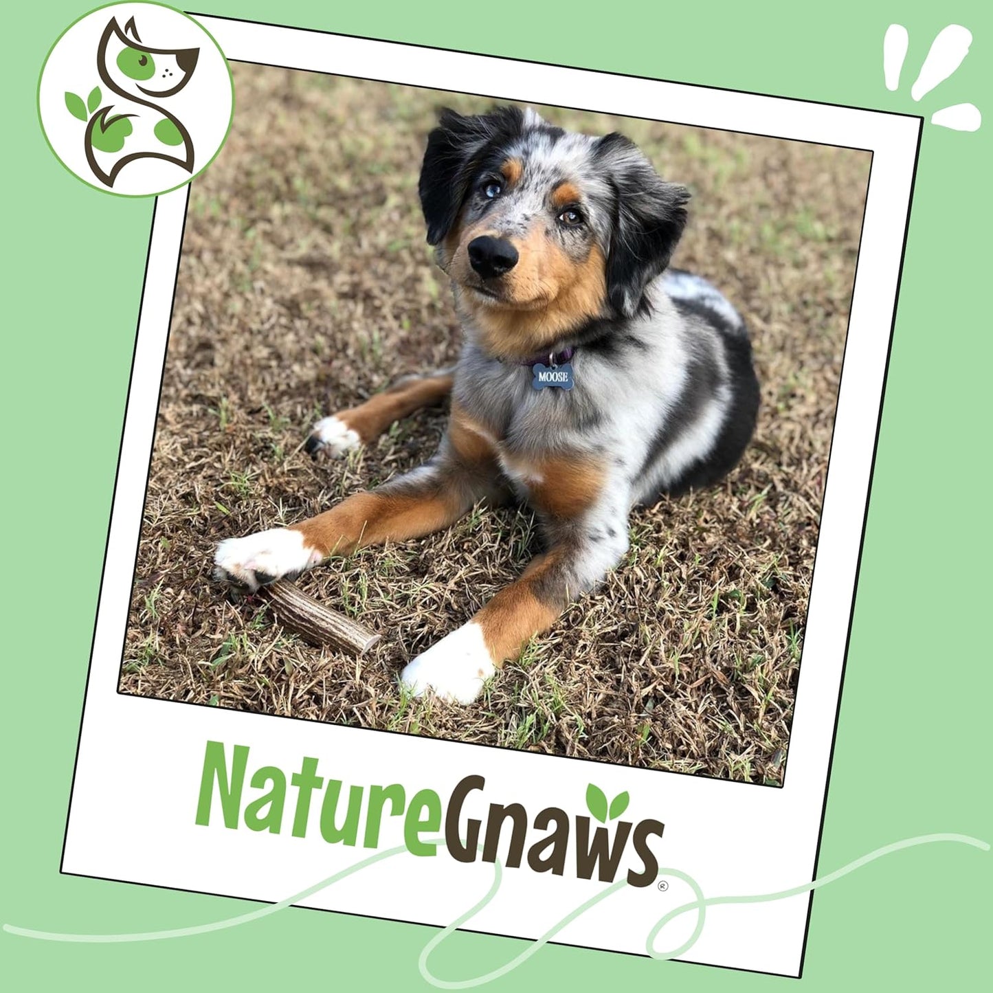Nature Gnaws USA Elk Antlers for Dogs 5-8" (3 Count) - Mix of Split and Whole Pieces - Long Lasting for Aggressive Chewers - Natural Dog Chew Bones