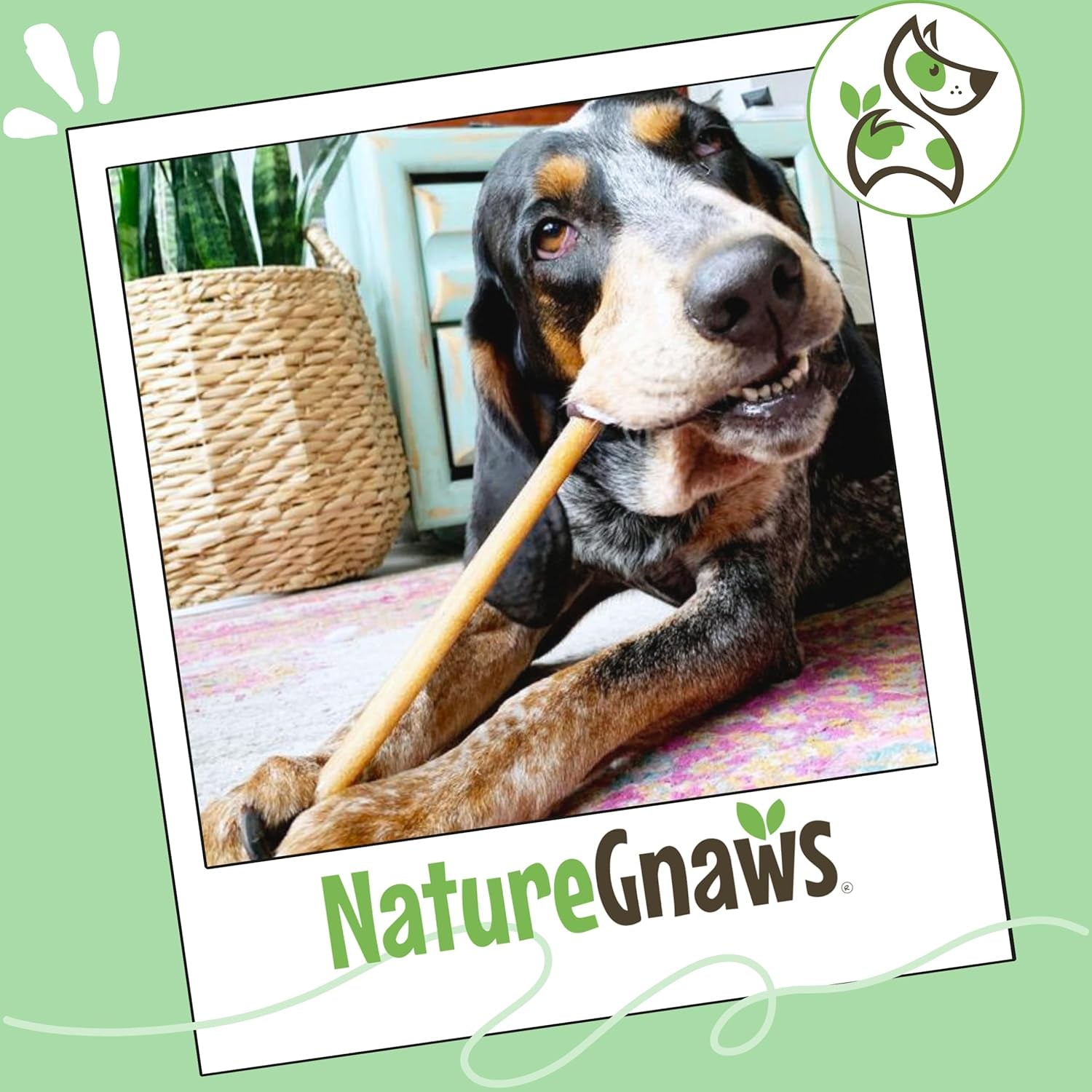 Nature Gnaws Bully Sticks for Dogs 11-12" (8Oz) - Mixed Thickness - Long Lasting for Aggressive Chewers and Large Dogs - Natural Beef Dog Chew Bones