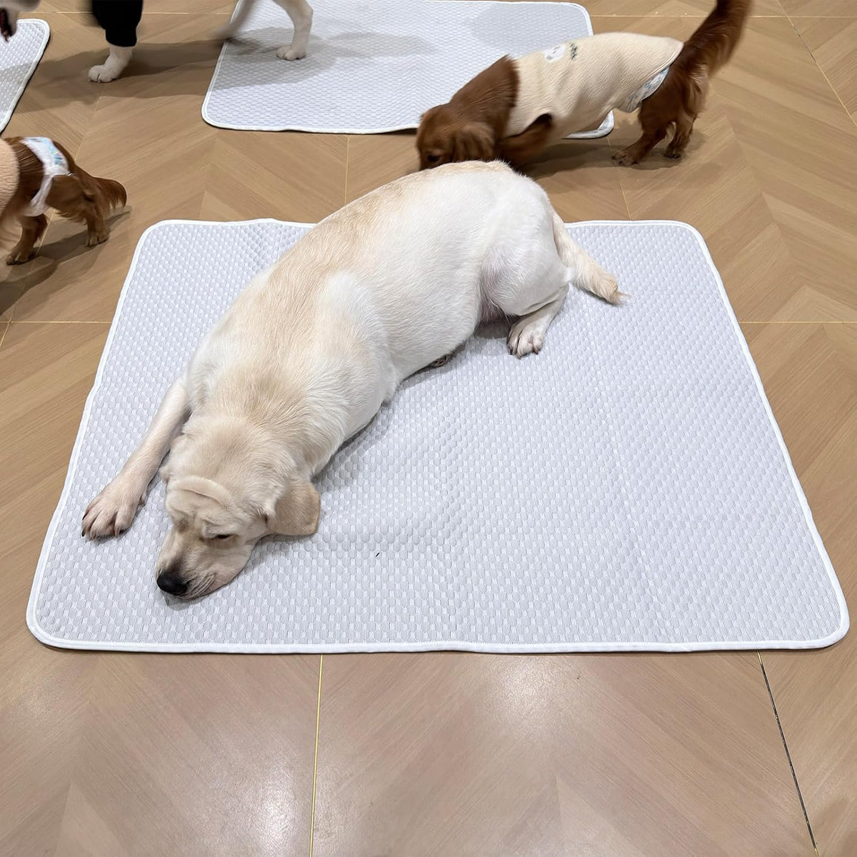 Cooling Mat for Large Dog 46"X36", Washable Waterproof Non-Slip Pad