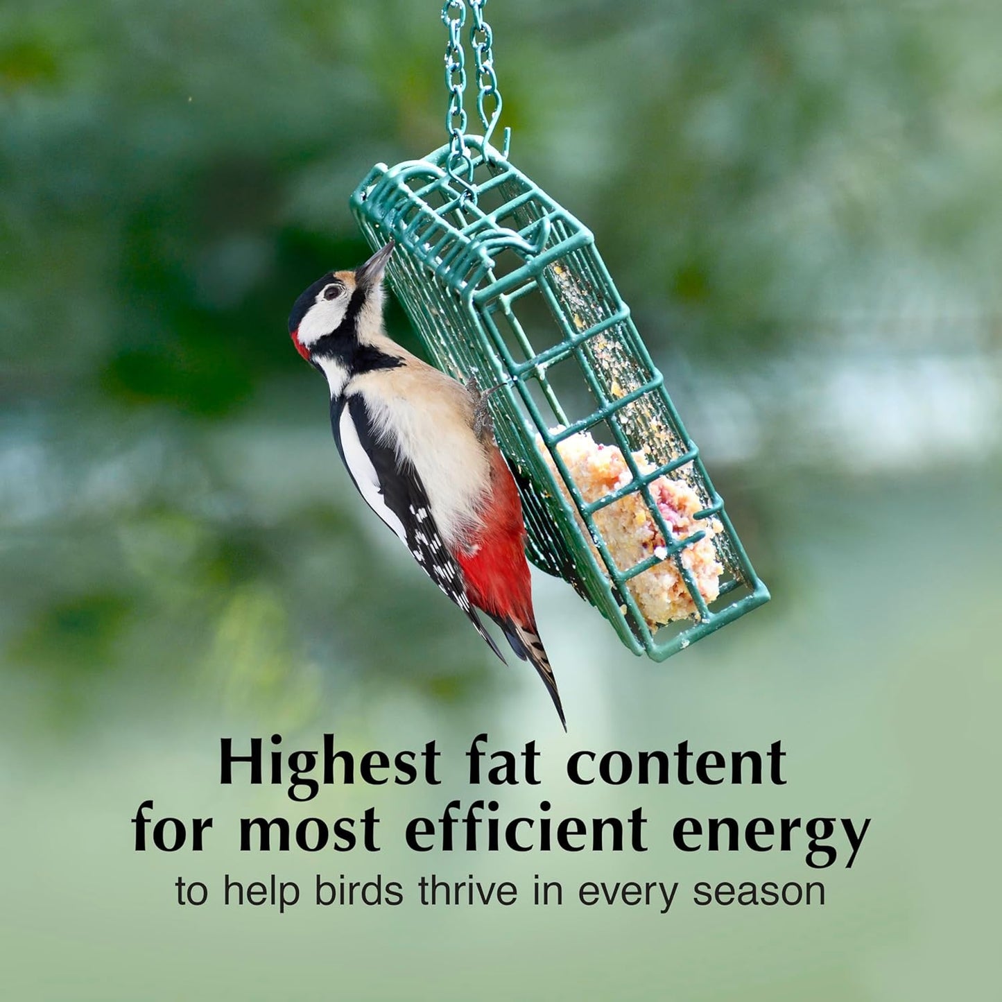 C&S Peanut Butter Delight No Melt Suet Dough, Suet Cakes for Wild Birds Including Wrens, Woodpeckers, Cardinals, Songbirds, Jays and More, 8 Pack
