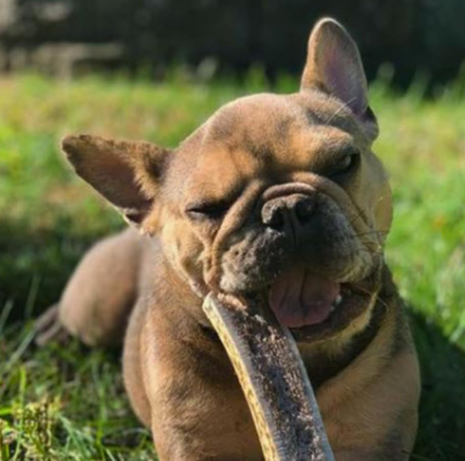Whitetail Naturals Premium Split Elk & Red Deer Antlers for Dogs (6 Pack) Naturally Shed Elk Antler Chews with Exposed Marrow – Safe & Mess-Free for Medium to Large Breeds
