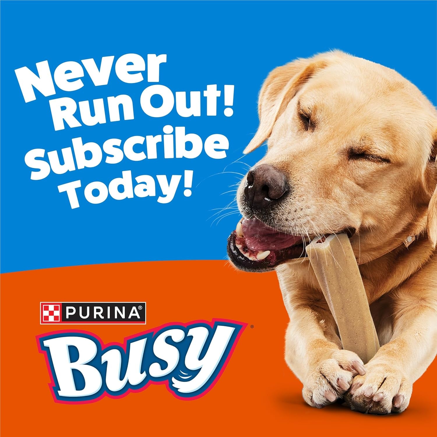 Purina Busy Bone Adult Dog Chew Bone Treats, Peanut Butter - 6 Ct. Pouch