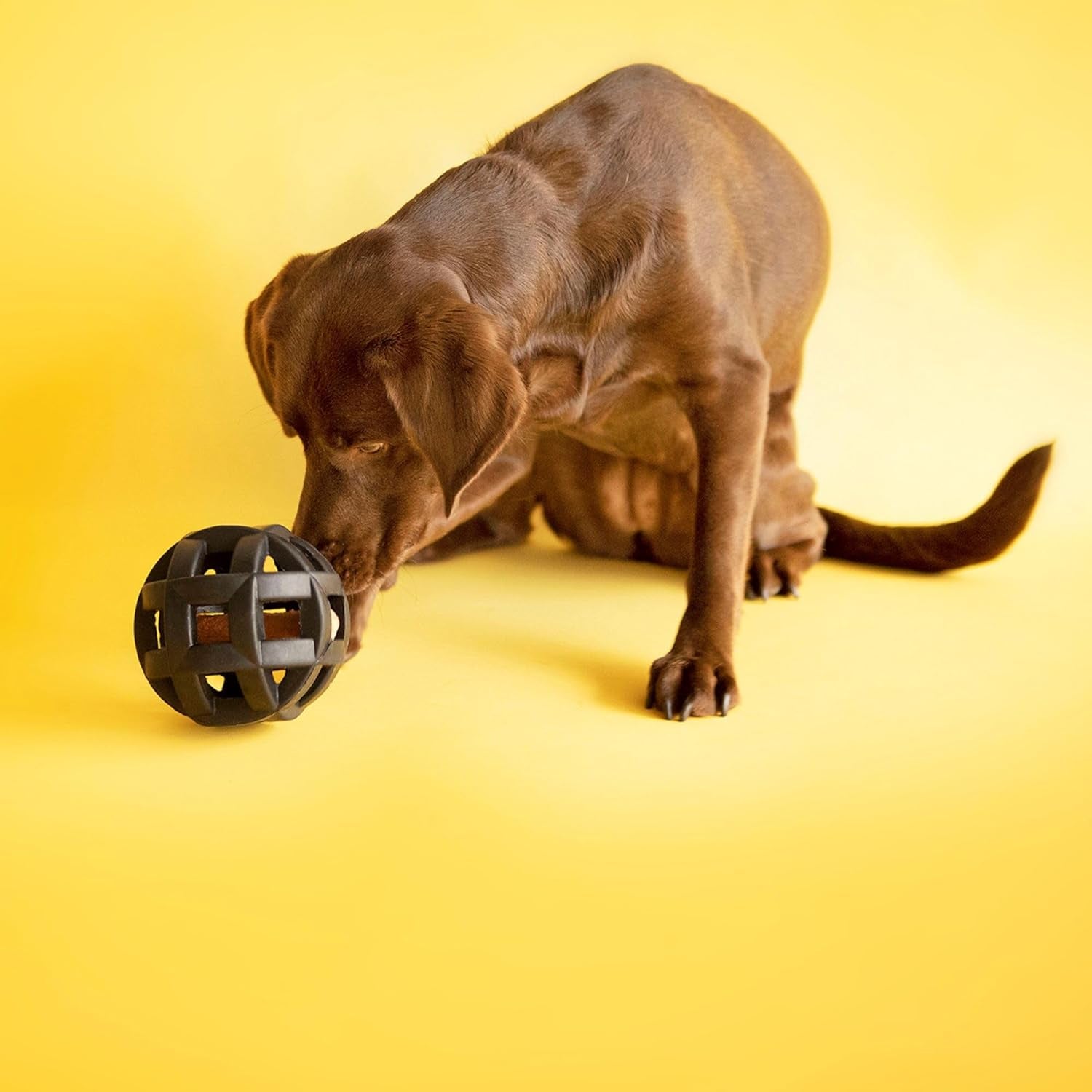 JW Pet Hol-Ee Roller Extreme Dog Toy Puzzle Ball, Natural Rubber, Medium (4.5 Inch Diameter), Colors May Vary