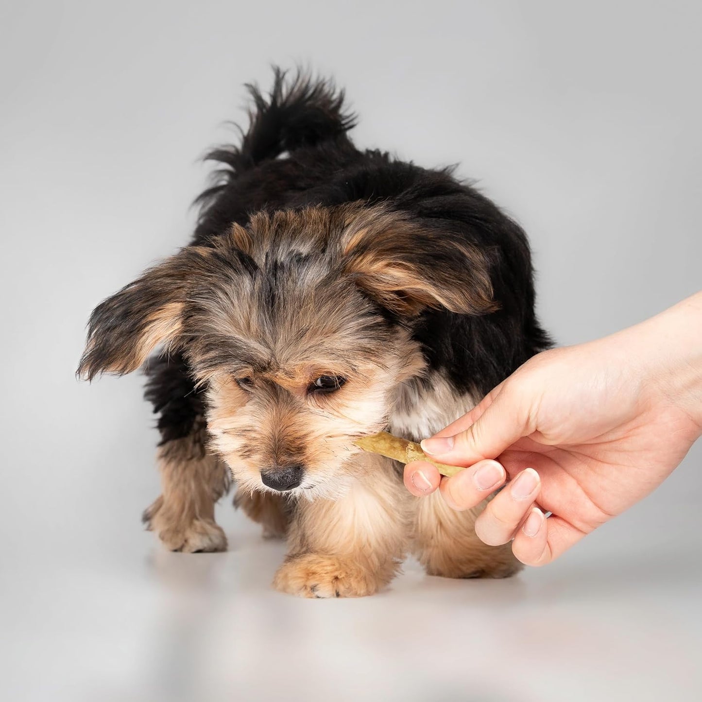 Fieldcrest Farms Nothin' to Hide Twist Stix, Chicken Flavor, Easily Digestible, Supports Skin, Coat, Joints & Muscles, for Moderate Chewers under 15Lbs, 10 Pcs
