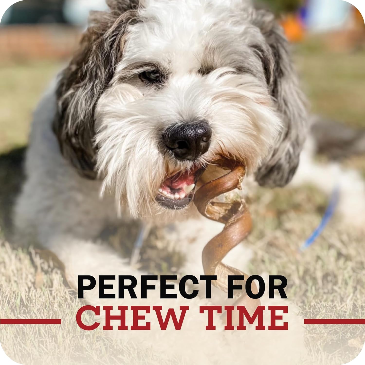 Redbarn Premium Bully Sticks for Dogs - 7 Inch, 6 Count - Long Lasting, Rawhide-Free, Slow Roasted, Low Odor & Highly Digestible, Single Ingredient Chews & All-Natural Dental Treats for Chewers