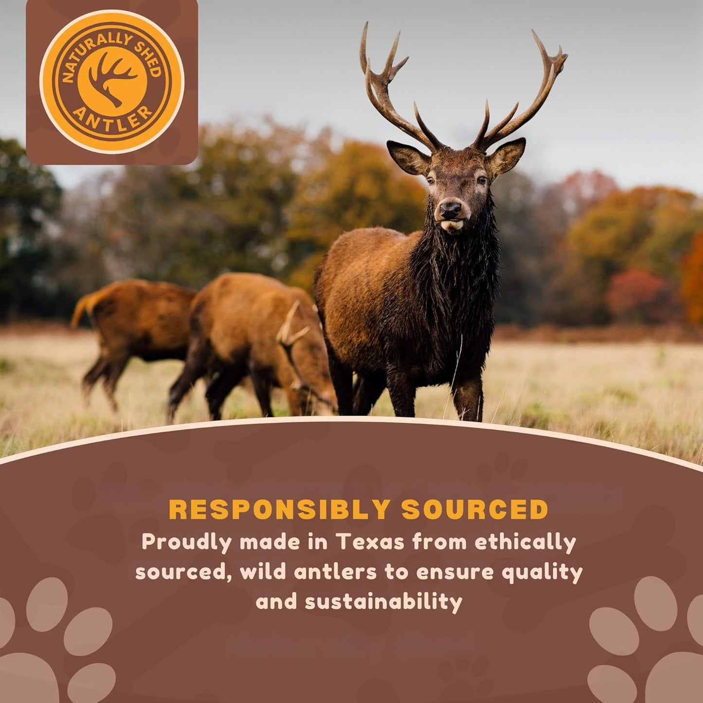 Whitetail Naturals Deer Antlers for Dogs (1 Lb Bulk Pack) Premium Antler Chews for Medium to Large Dogs – Grade A, Wild Sourced & Naturally Shed (Approx. 4-5 Count)