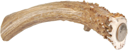 Big Dog Antler Chews - XL Deer Antler Dog Chew - Extra Large, Thick, Jumbo - 6 Inches or Longer - for Large Dogs and Puppies Who Are Aggressive Chewers