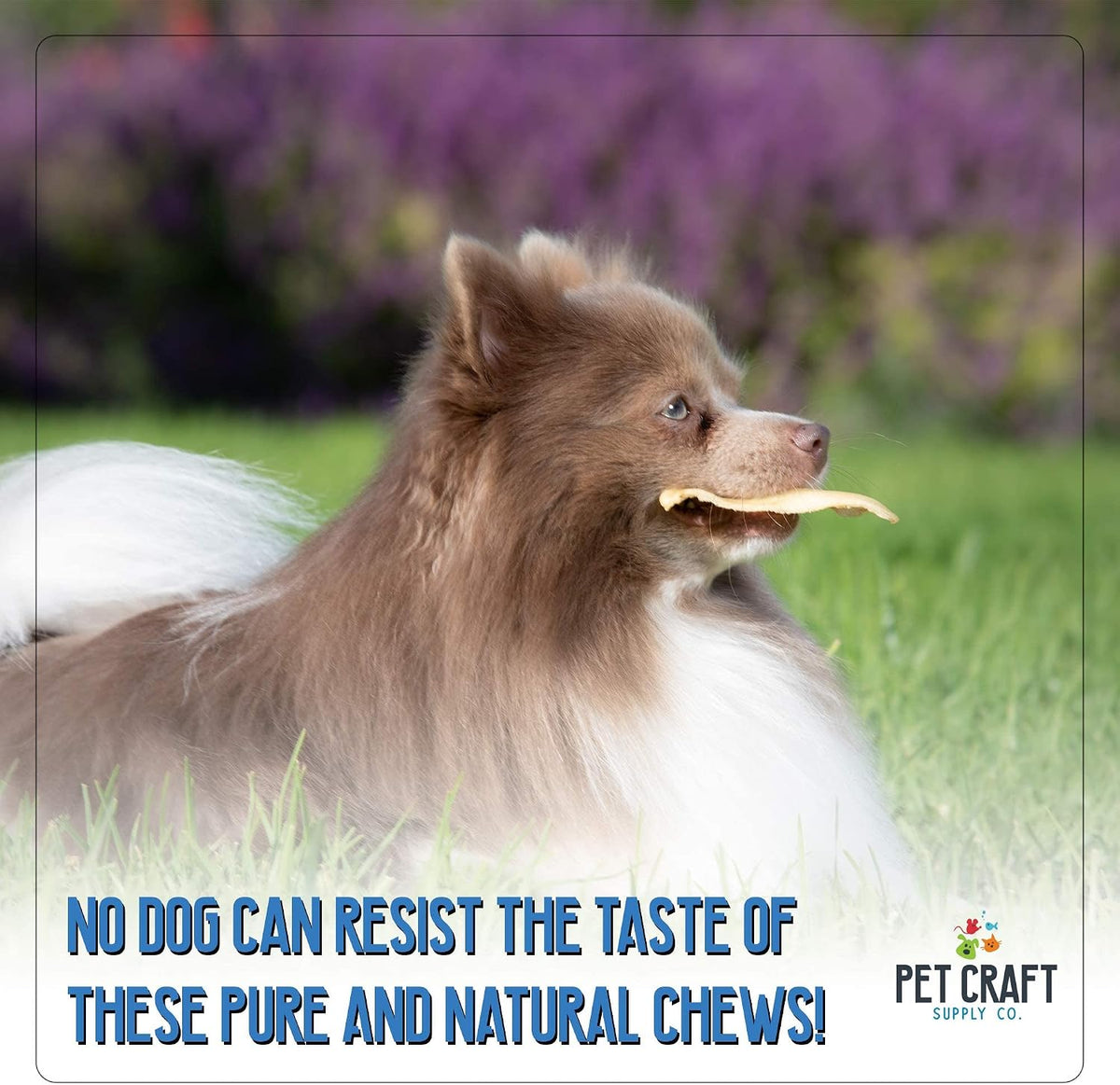 Pet Craft Supply Water Buffalo Ears Dog Chews, Aggressive Chewers, 16 Pack