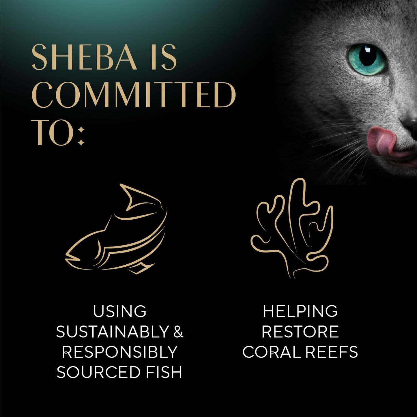 SHEBA Perfect Portions Paté Wet Cat Food Trays (24 Count, 48 Servings), Savory Chicken, Roasted Turkey, and Tender Beef Entrée, Easy Peel Twin-Pack Trays