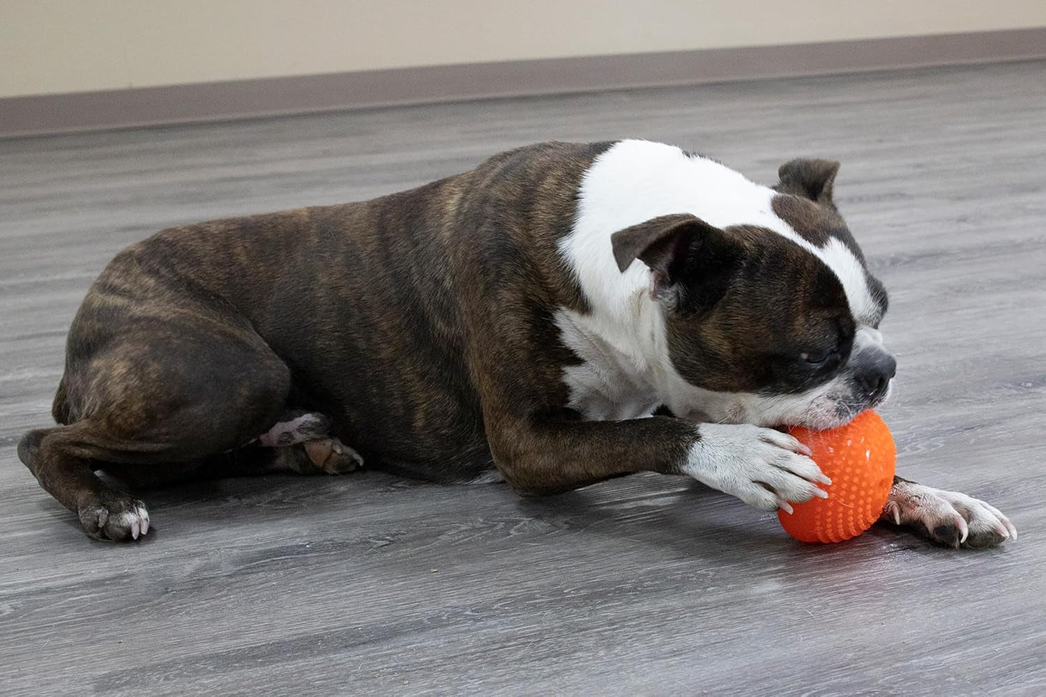 Starmark Everlasting Treat Bento Ball Tough Dog Chew Toy Medium