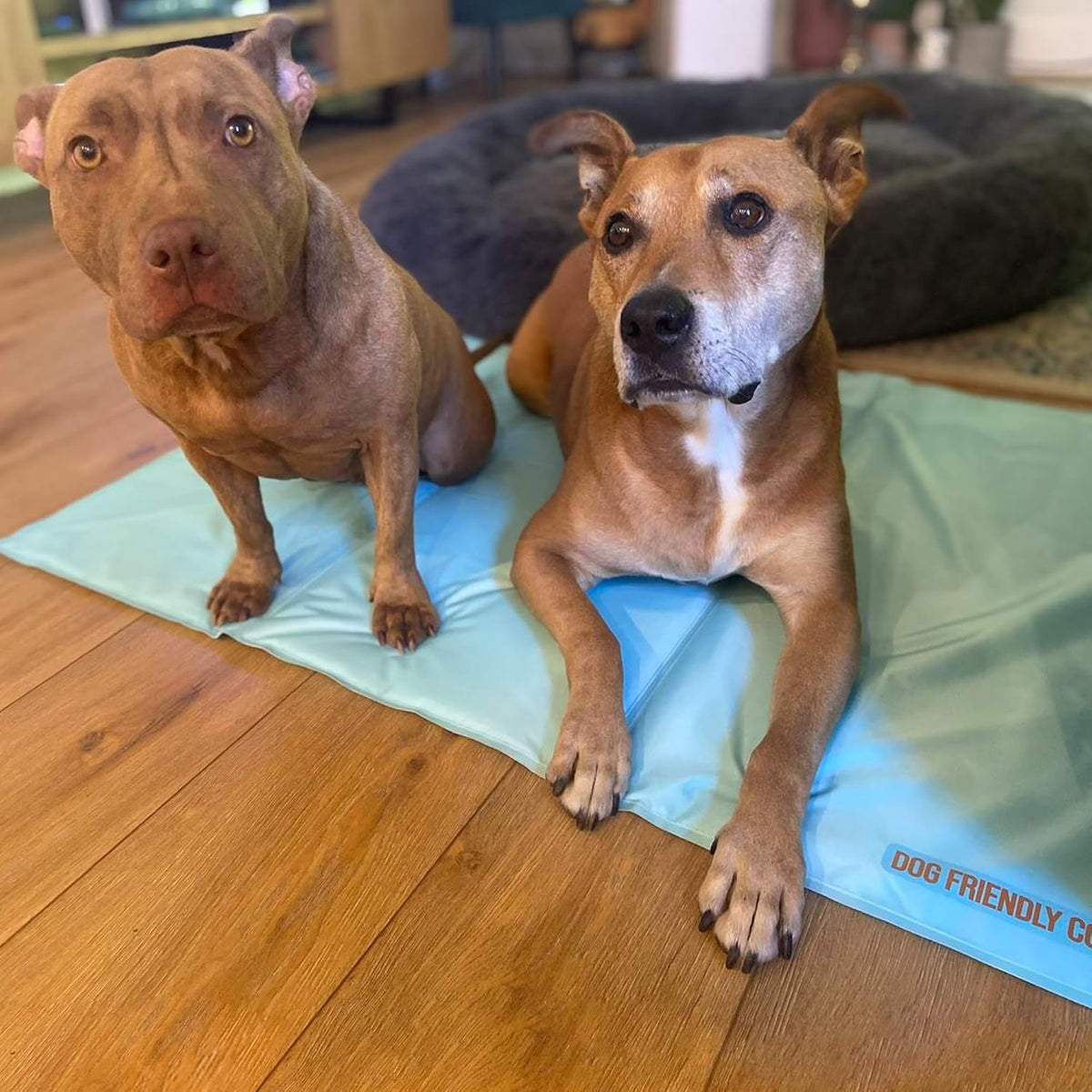 Dog Friendly Co. Dog Cooling Mat for Summer (Small, Sky Blue)
