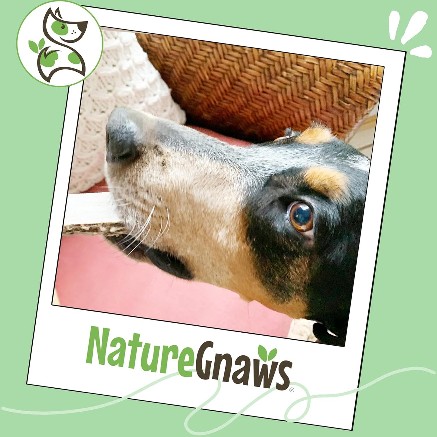 Nature Gnaws Antlers for Dogs (8Oz) - Mix of Elk and Deer Antler - Variety of Split and Whole Pieces - Long Lasting for Aggressive Chewers and Large Dogs