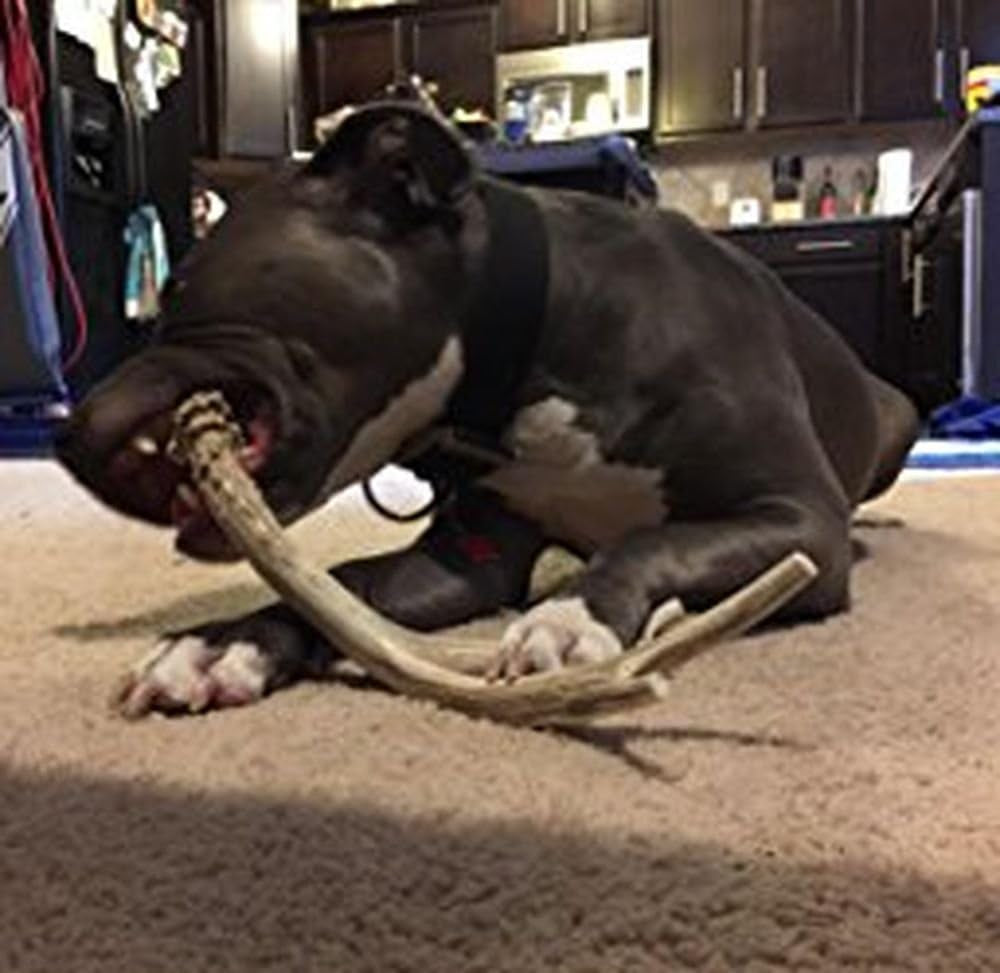 XL Deer Antler Dog Chew - Extra Large, Jumbo, for Large Dogs and Puppies Who Are Aggressive Chewers