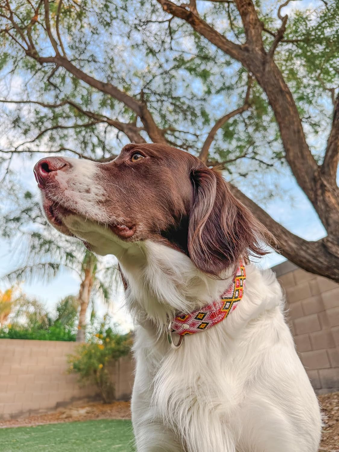 Leather Western Dog Collar - Embroidered, Handmade, Blue Pink, Medium Large, Cute, Collar Para Perros (Rose Blush)