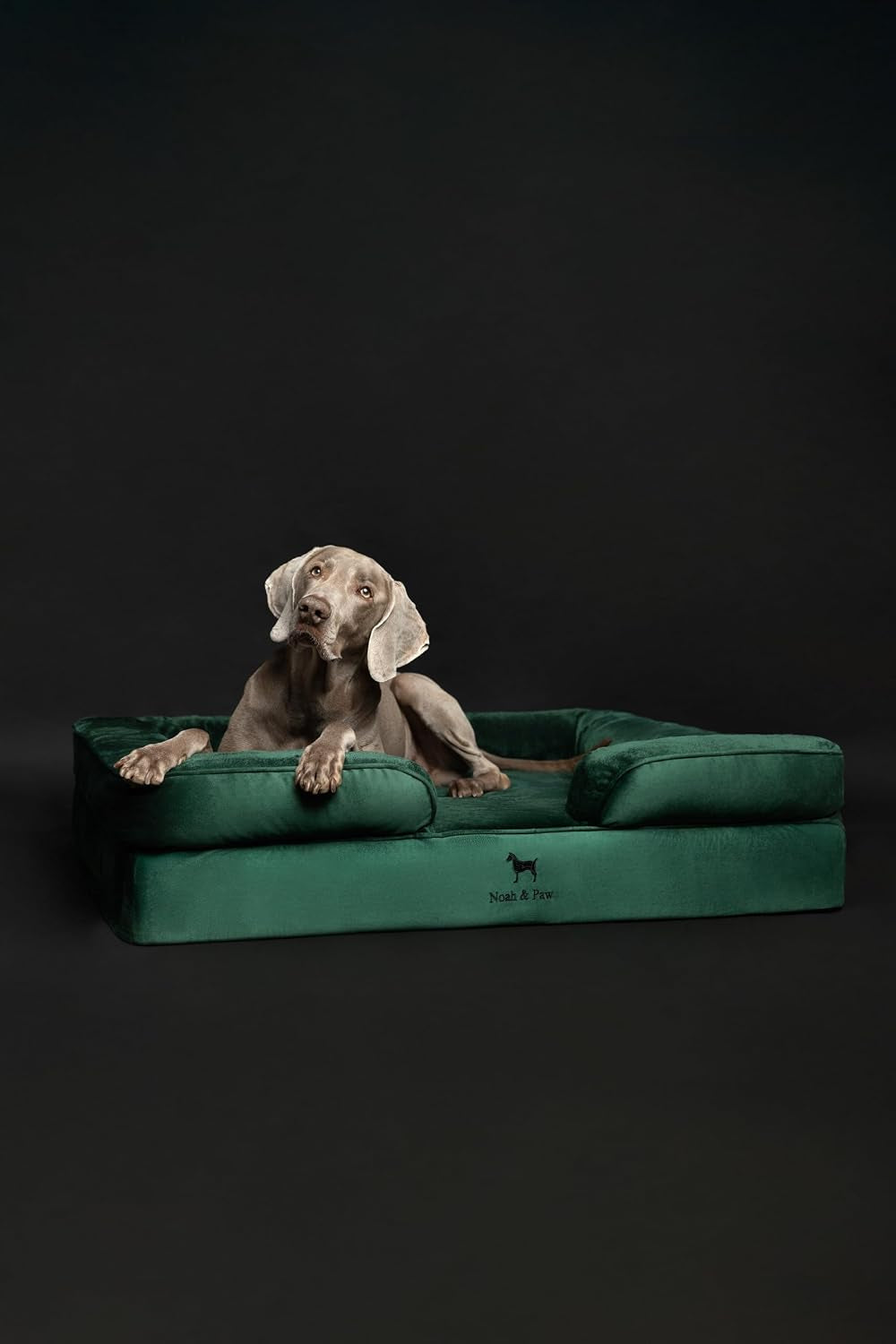 NOAH & PAW XL Dog Bed, 45X35X11 Inch, Orthopedic Large Dog Beds, Eggshell Memory Foam Infused with Cooling Gel, Inner Cover, Water Resistant, Machine Washable (Velvet Sofa Collection)
