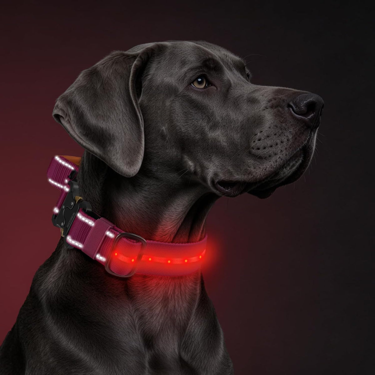 Light up Dog Collar, LED Collar, Tactical Heavy Duty