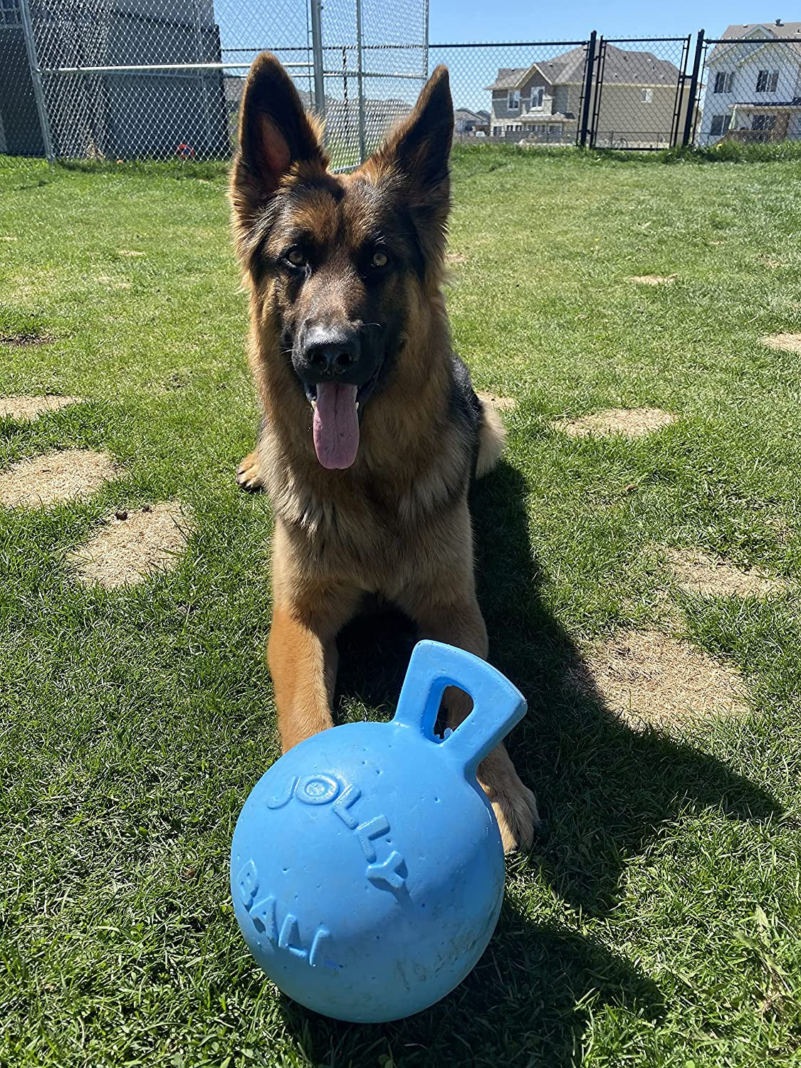 Jolly Pets Tug-N-Toss Heavy Duty Dog Toy Ball with Handle, 8 Inches/Large, Blueberry