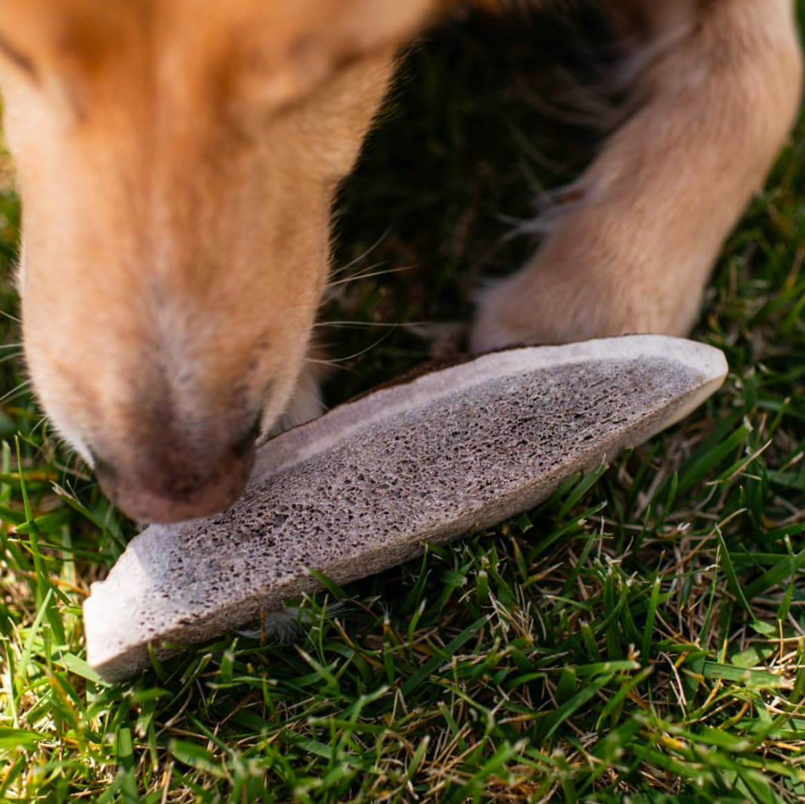 Small Premium Split Elk Antlers for Dogs - 4''-5'' Inch Long Dog Chews (3 Pack) Naturally Shed Antler Bone for Small Breed Aggressive Chewers - Made in USA -Odorless- Promotes Dental Hygiene (3 Pack)