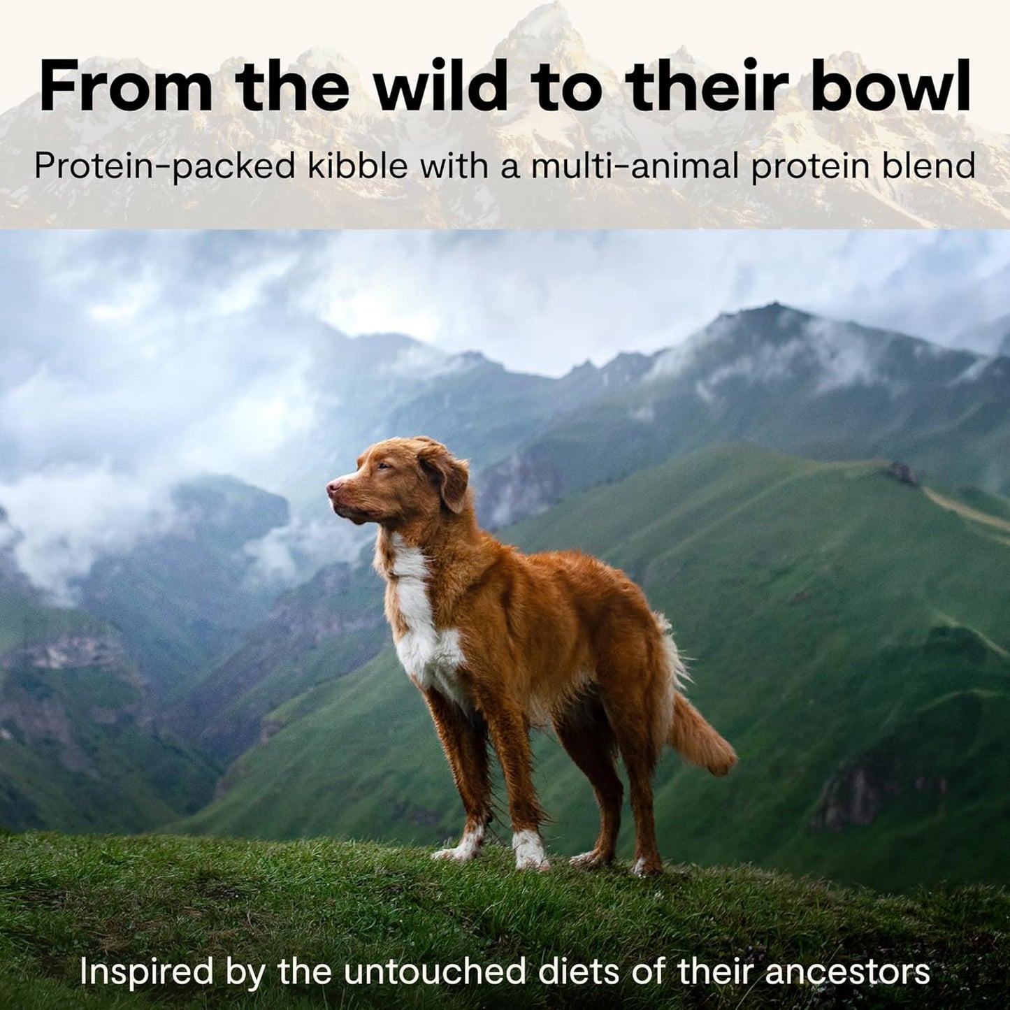 Open Farm, Rawmix Dry Dog Food with Ancient Grains, Protein-Packed Kibble Coated in Bone Broth with Freeze Dried Raw Chunks, Salmon Whitefish & Rockfish, Wild Ocean Recipe, 20Lb Bag