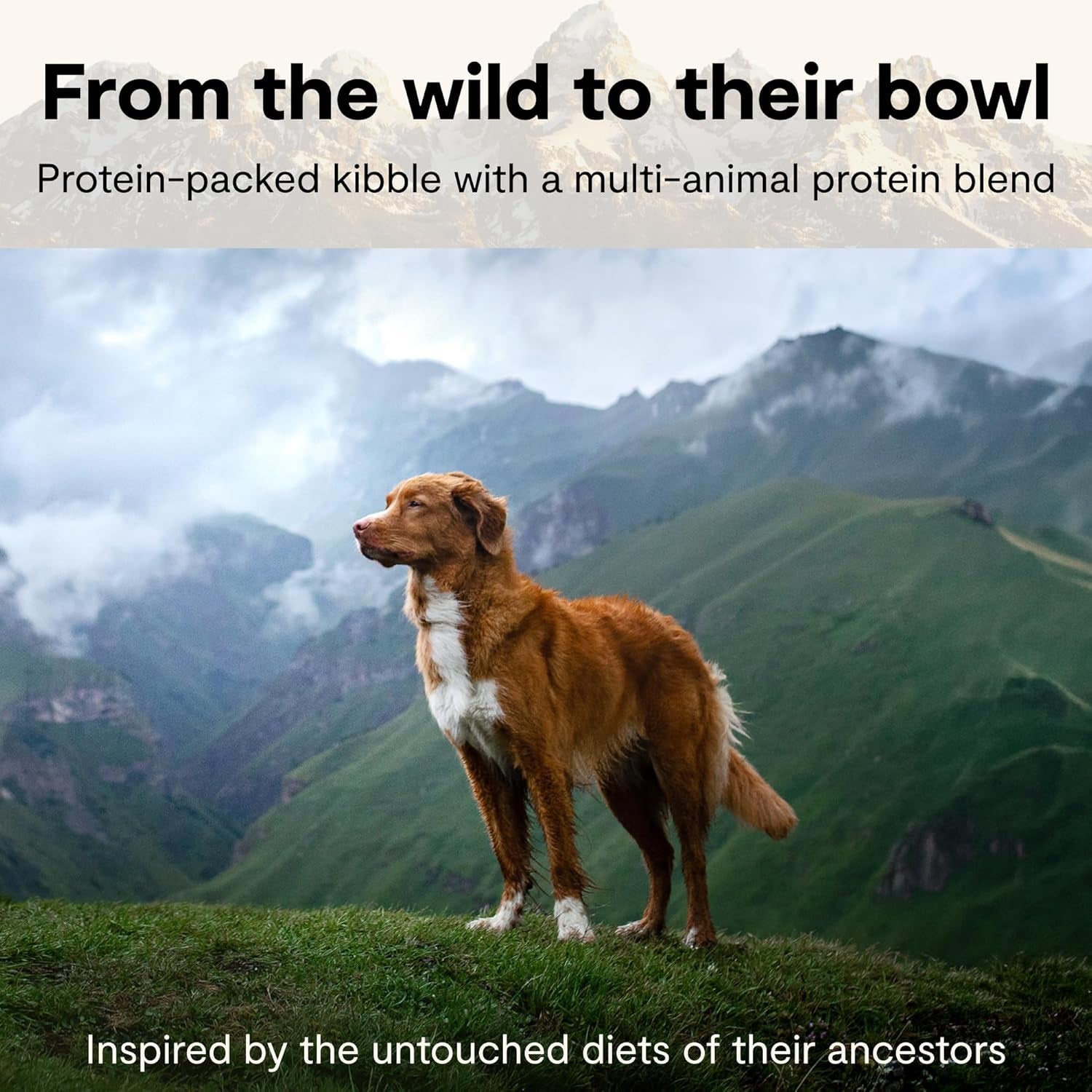 Open Farm, Rawmix Dry Dog Food with Ancient Grains, Protein-Packed Kibble Coated in Bone Broth with Freeze Dried Raw Chunks, Salmon Whitefish & Rockfish, Wild Ocean Recipe, 20Lb Bag