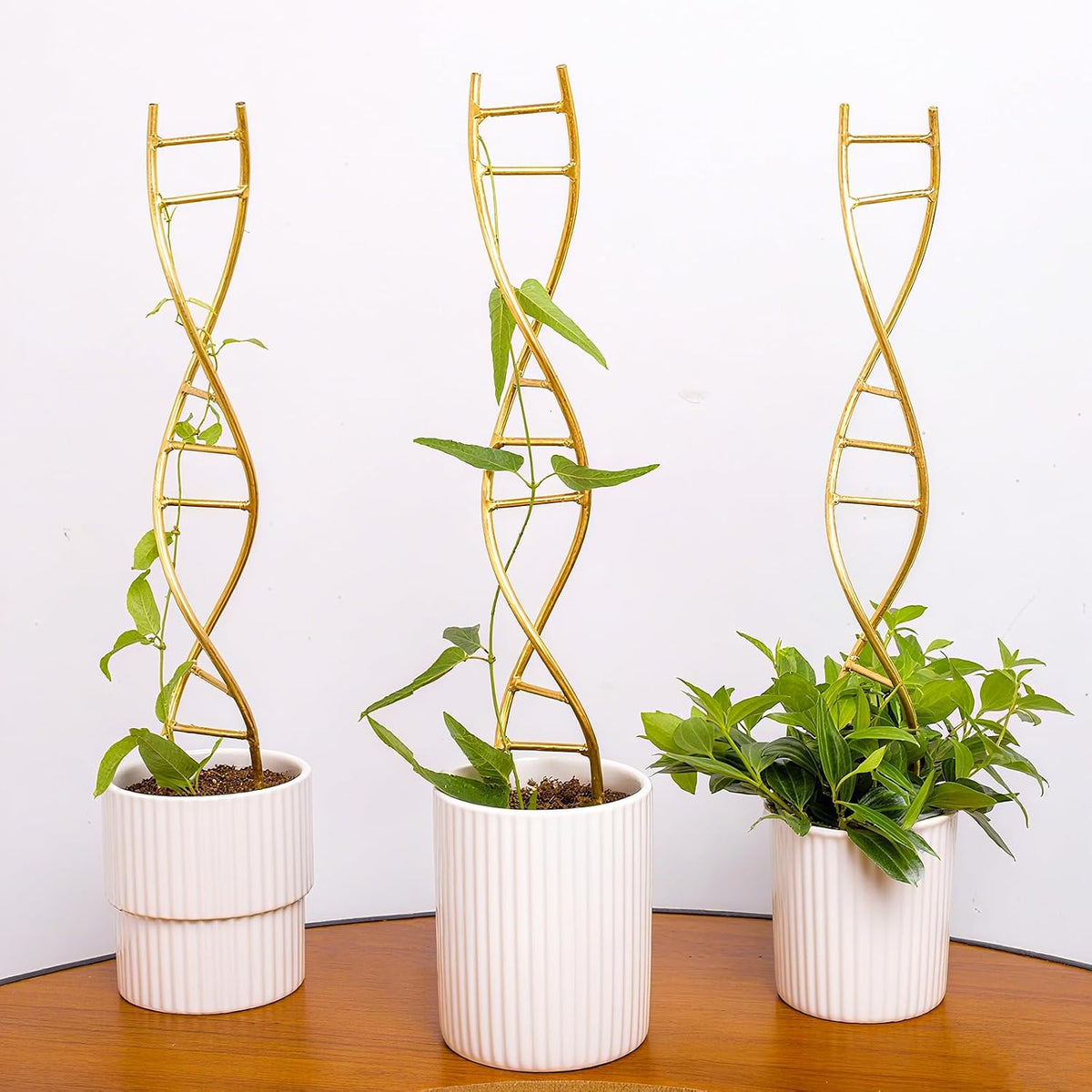 Indoor Plant Trellis for Potted Plants - Durable Metal Climbing