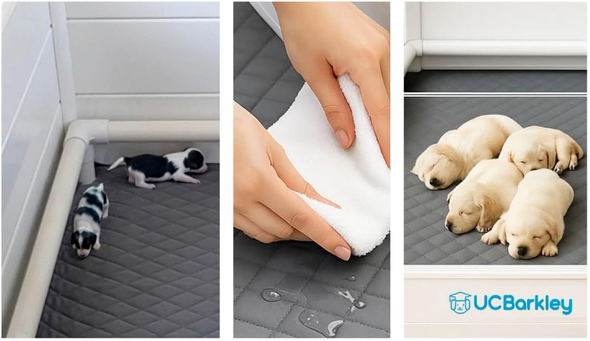 Whelping Box for Dogs and Puppies with Clear Window Panel – 36 Inch Modular, Easy-Clean, Safe Design with Pig Rail, Floor Liner & Washable Pad | Premium Small to Medium Breeds