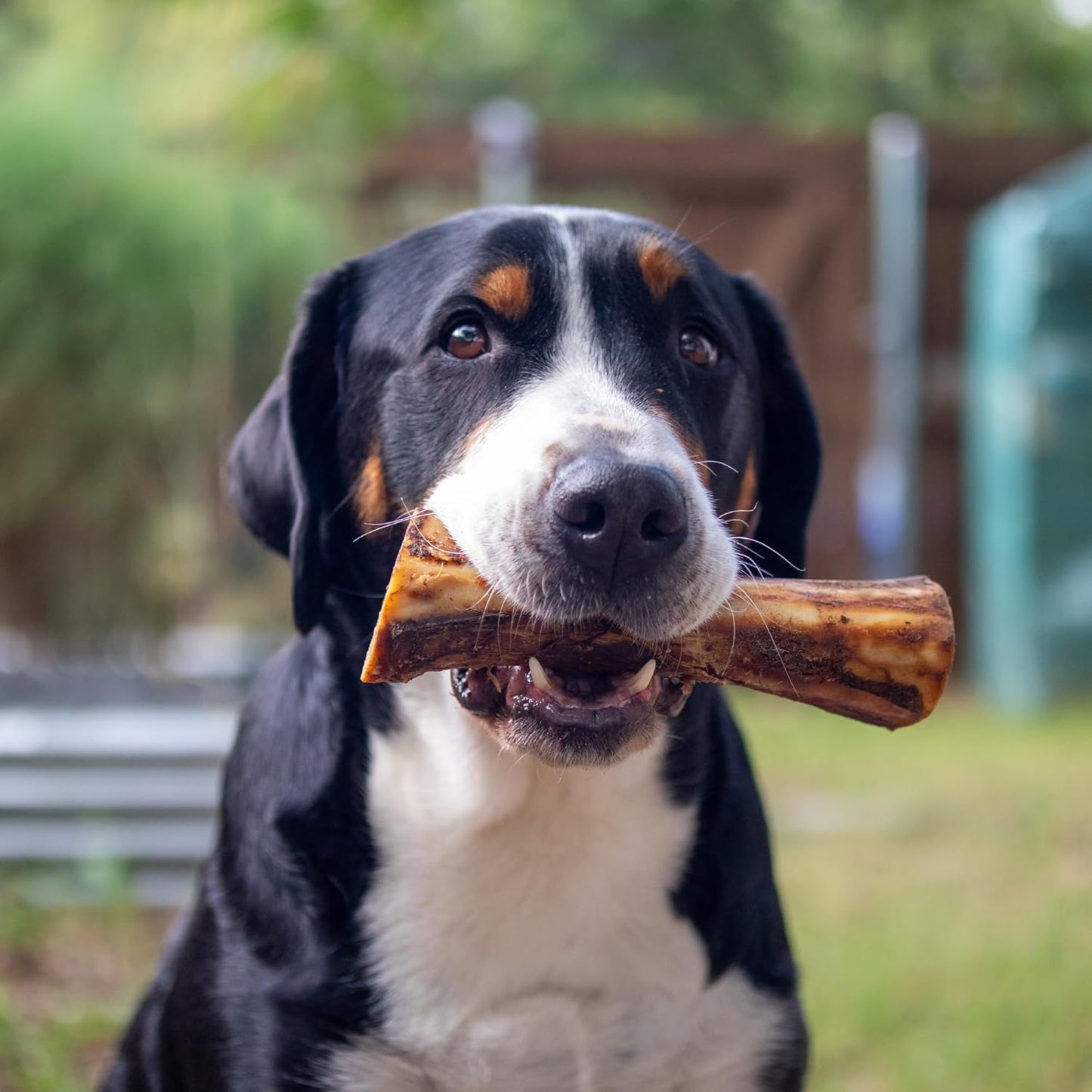 NATURE'S LOGIC Beef Hind Shank Bone - 7-8'' Long Chew - Collagen & Protein Source for Dog Dental Health & Occupation - Carnivore Appropriate Recreational Chewing & Dental Care - Large Hind Shank