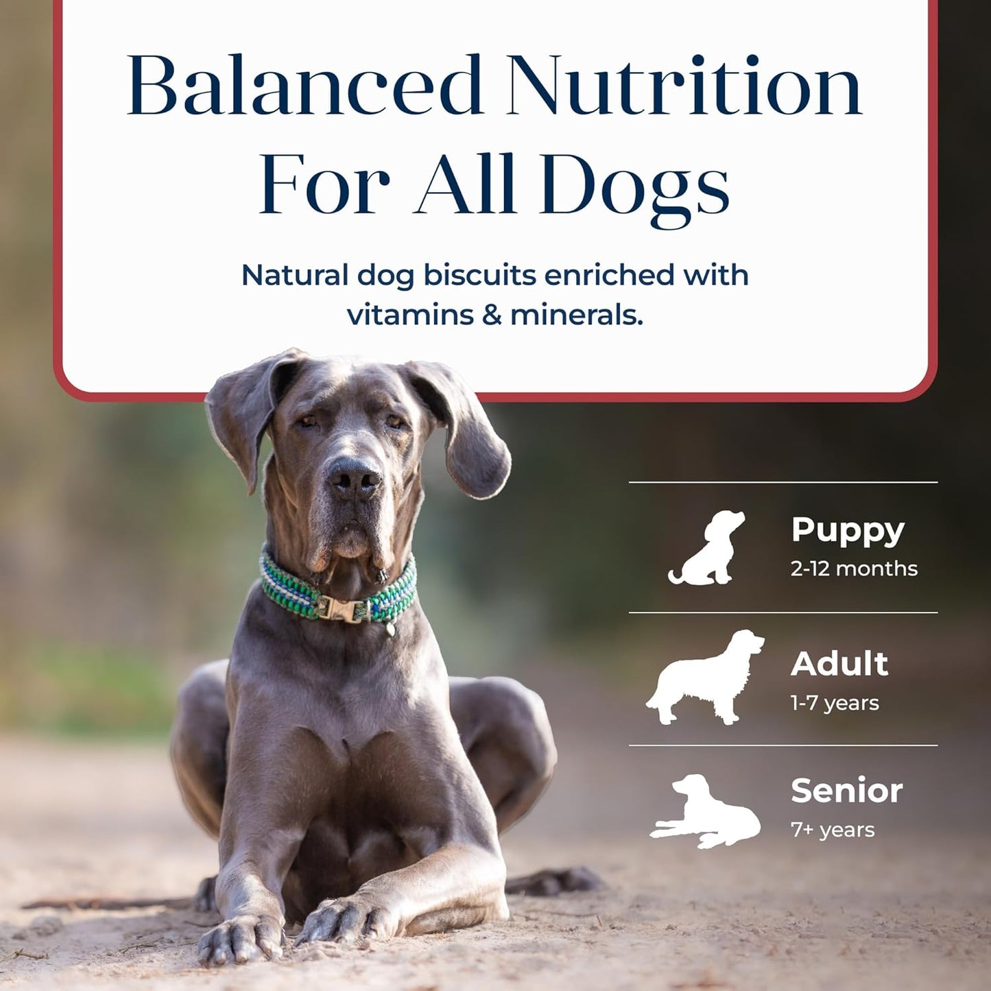 Blue Buffalo Basics Crunchy Dog Biscuits for Skin & Stomach Care, Limited Ingredient Diet Dog Treats, Salmon & Potato Recipe, 6-Oz. Bag