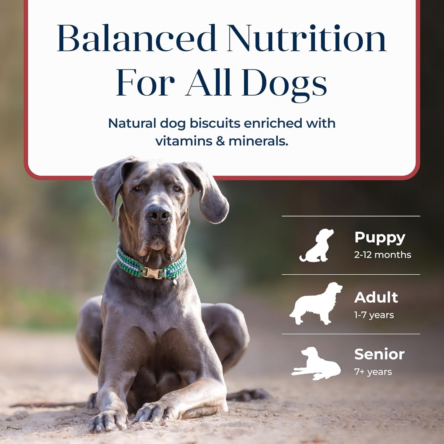 Blue Buffalo Basics Crunchy Dog Biscuits for Skin & Stomach Care, Limited Ingredient Diet Dog Treats, Salmon & Potato Recipe, 6-Oz. Bag