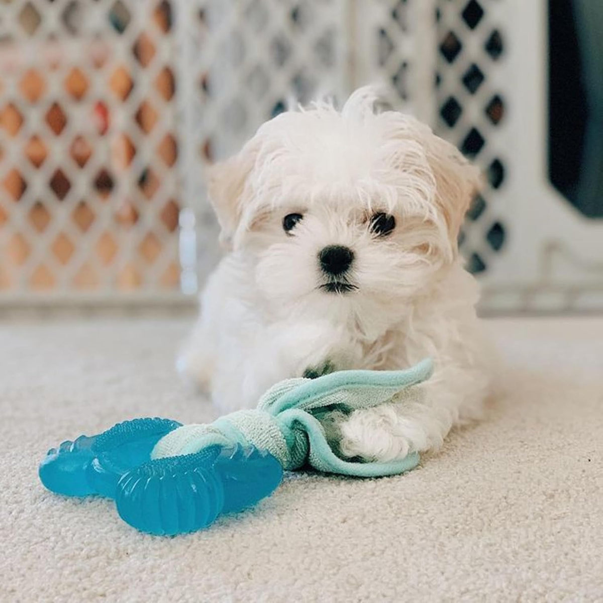 Nylabone Puppy Chew 2-In-1 Teething Freezer Bone Dog Chew Toy, Small