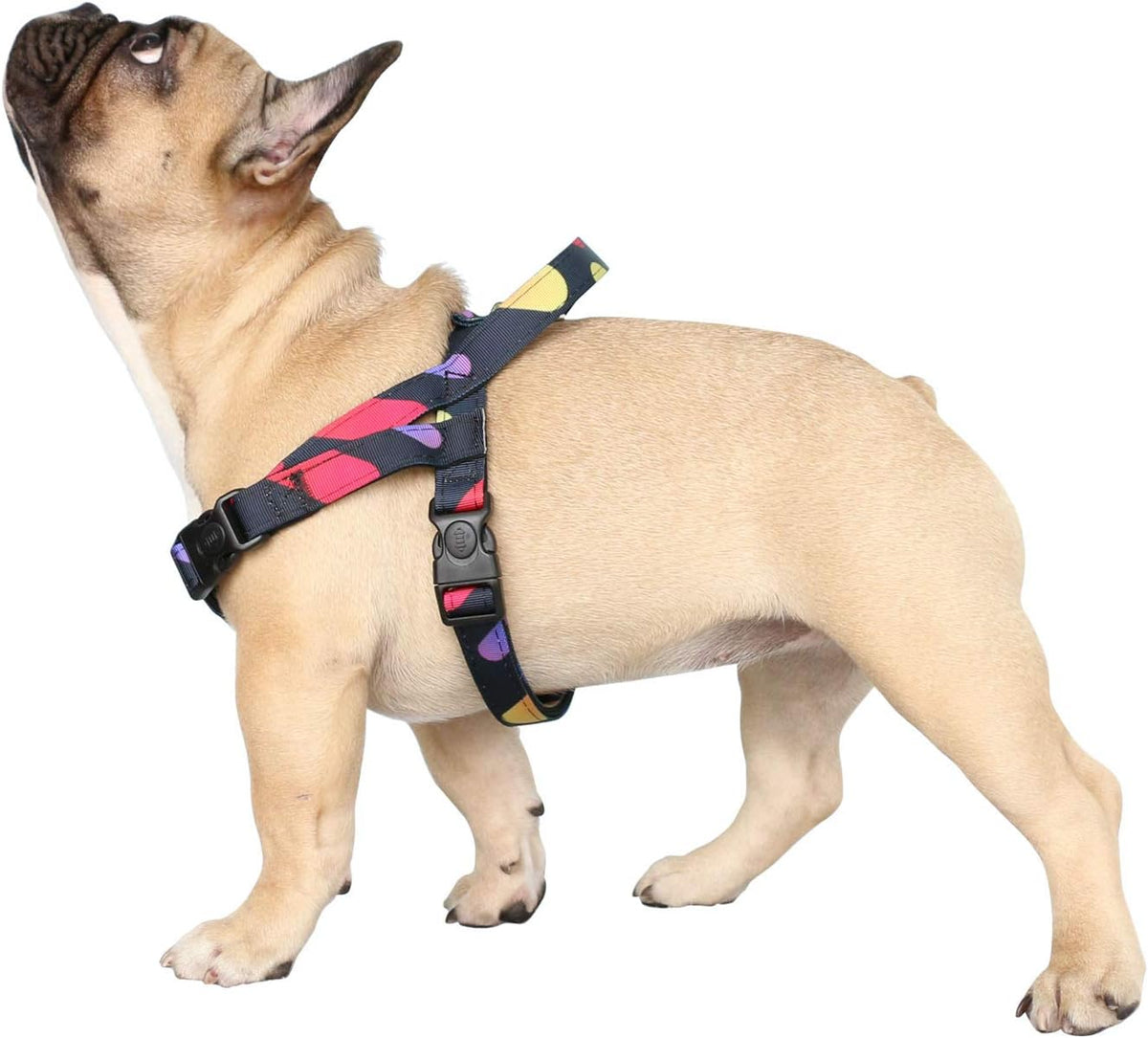 French Bulldog Harness Adjustable Padded Locked Buckle with Handle for Frenchie Pug English Boston Terrier Dogs, Polka Dots, Medium