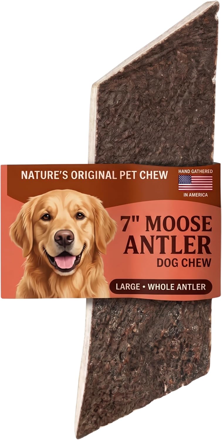 Mountain Valley Moose Antlers for Dogs Chew Whole Dog Antler,Large, 1Pack