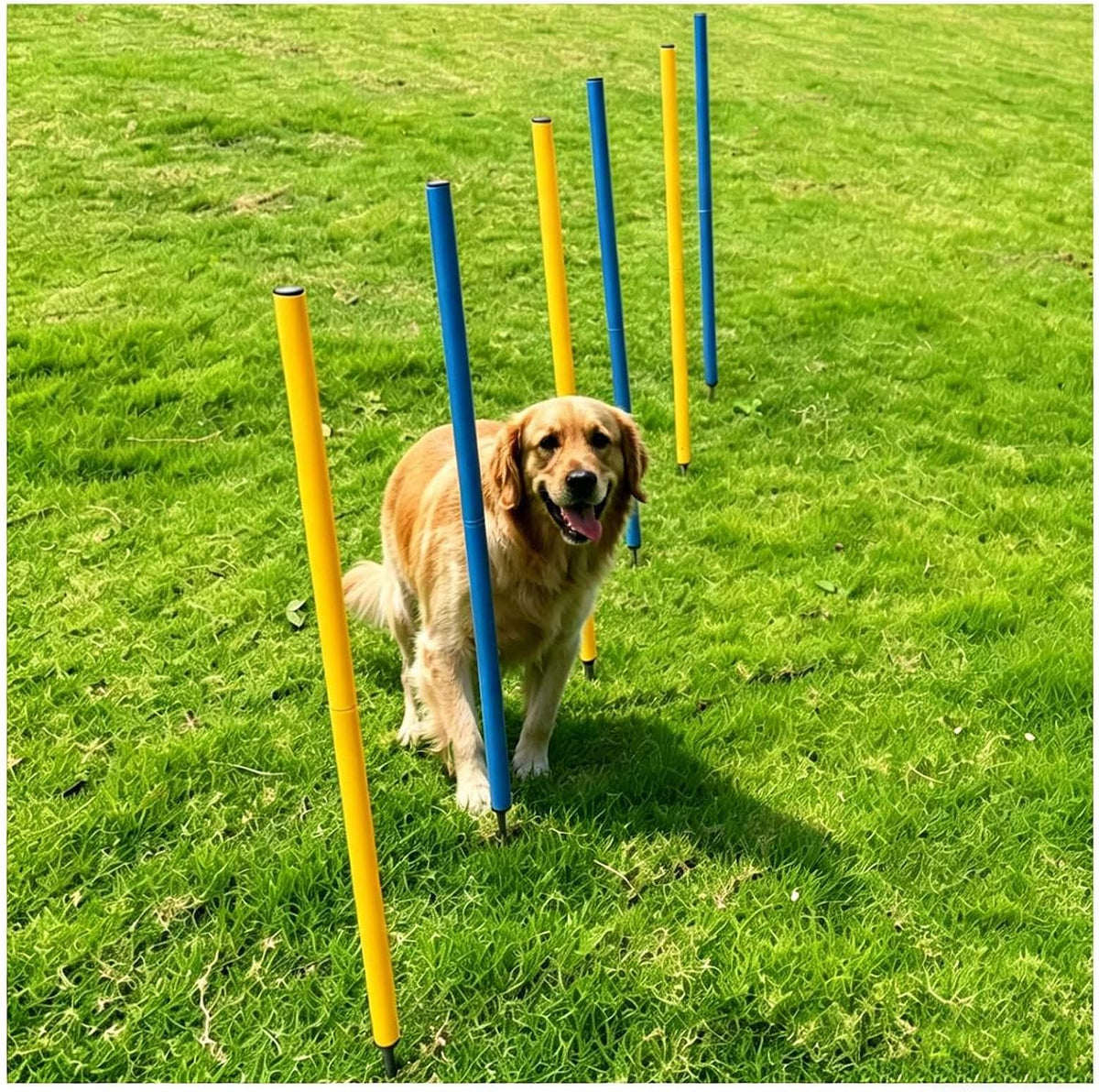 6-Pack Dog Agility Weave Poles with Stakes for Backyard Training