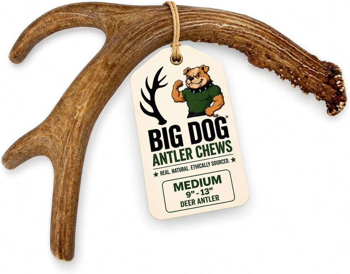 Big Dog Antler Chews - Deer Antler Dog Chew, Medium, 9 Inches to 13 Inches Long. Perfect for Your Medium to Large Size Dogs and Puppies! Grade a Premium. Happy Dog Guarantee!